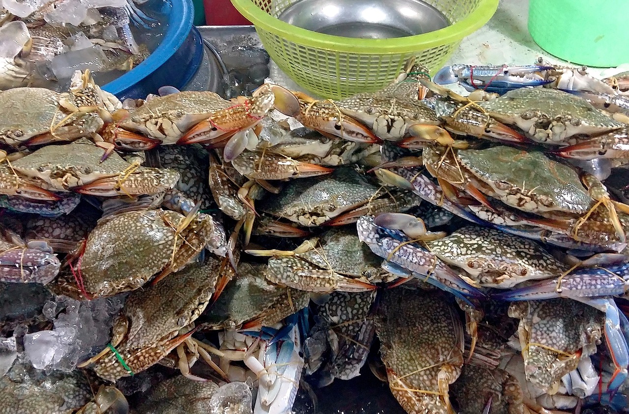 天鵬海鮮城最新報(bào)價(jià)，美食與服務(wù)品質(zhì)的完美融合
