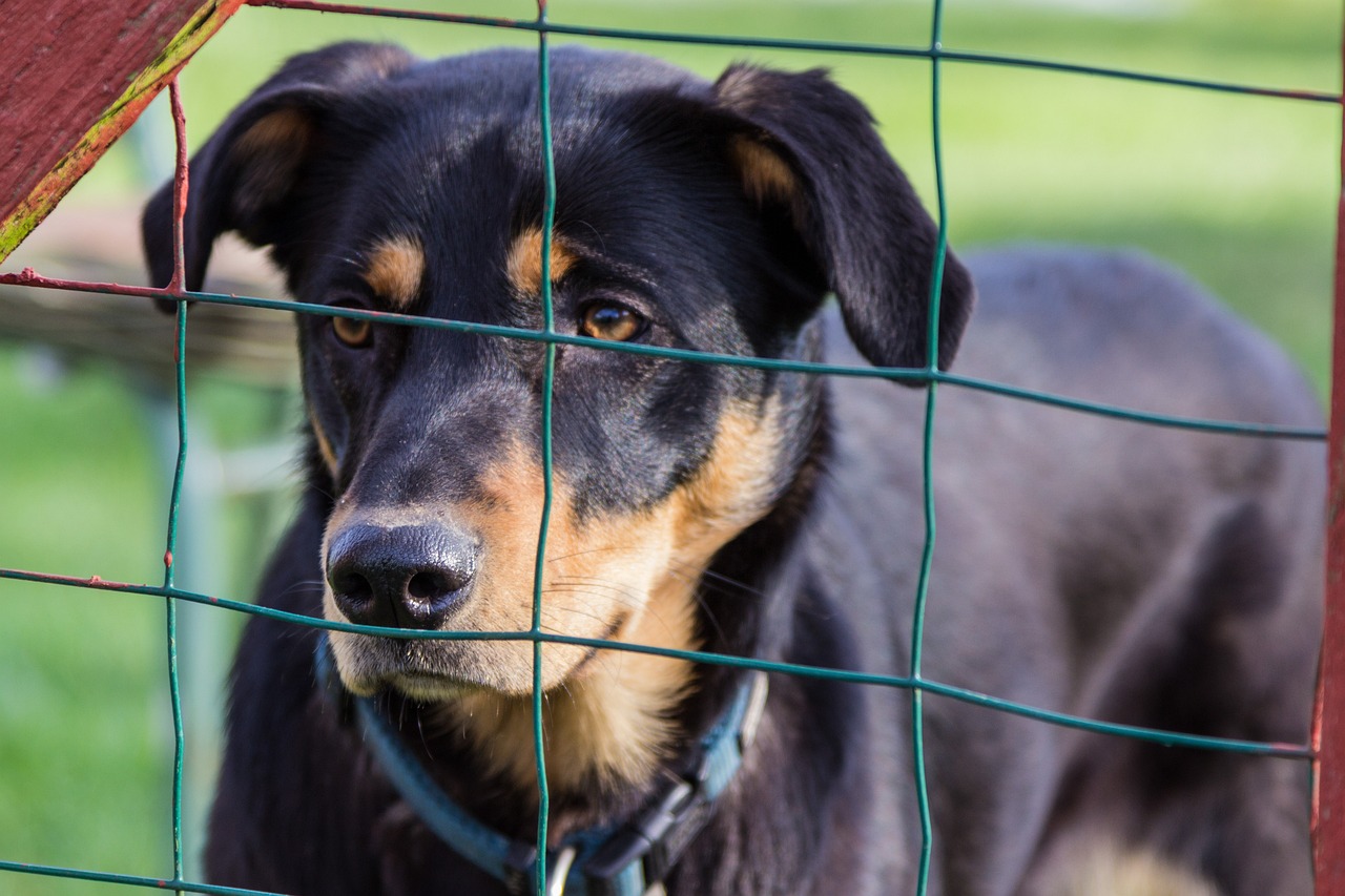中型貴賓犬價(jià)格解析，影響因素與價(jià)格探討