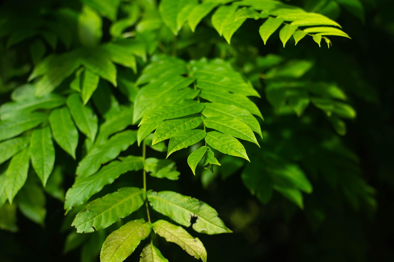 碧桂園森林城市最新動(dòng)態(tài)揭秘，綠色生態(tài)人居新篇章