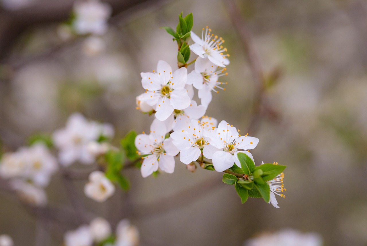雙宋情侶最新動(dòng)態(tài)，愛情的美好與堅(jiān)持之路見證甜蜜瞬間。