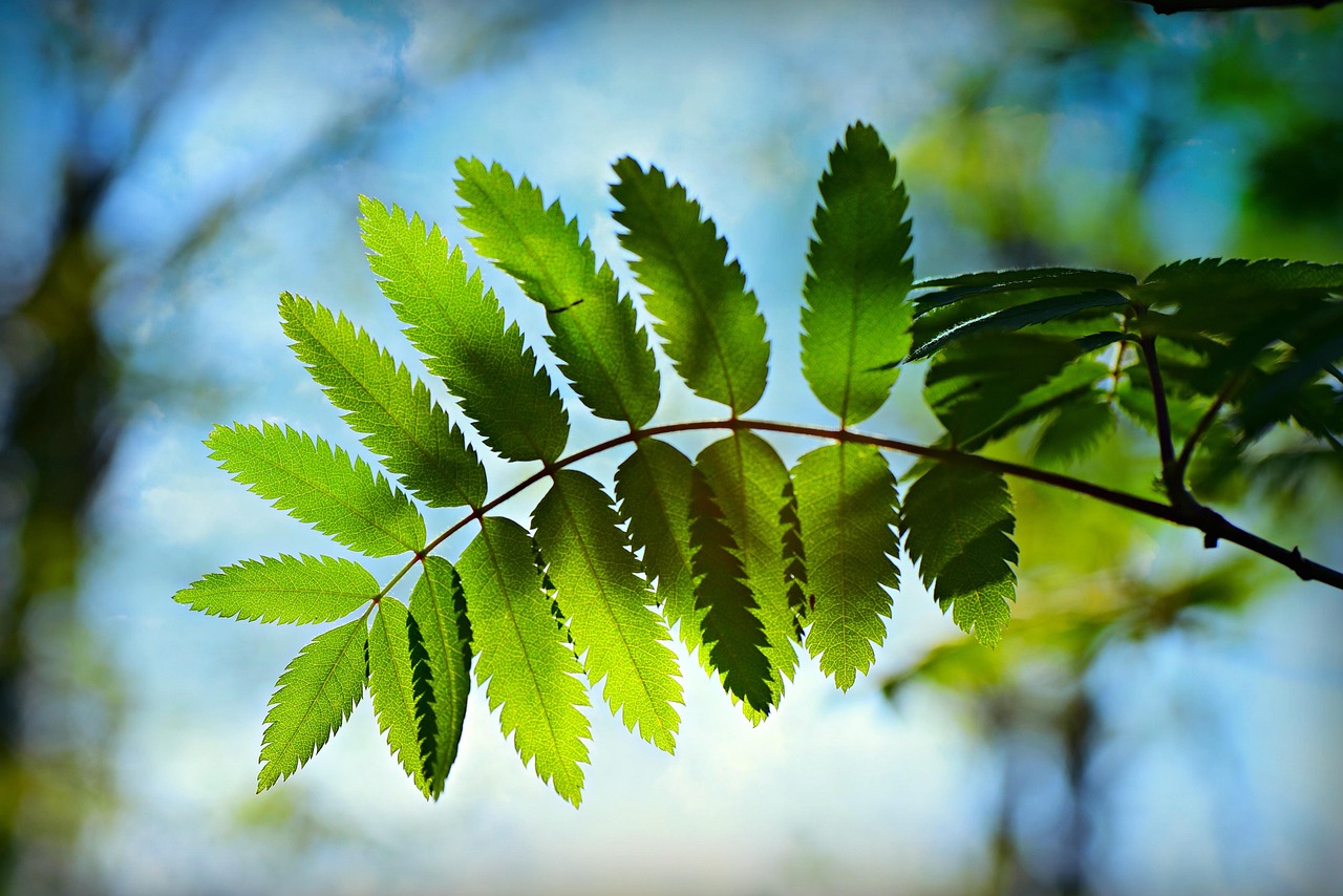 綠朗時(shí)光最新資訊，開啟綠色生活新篇章的探索