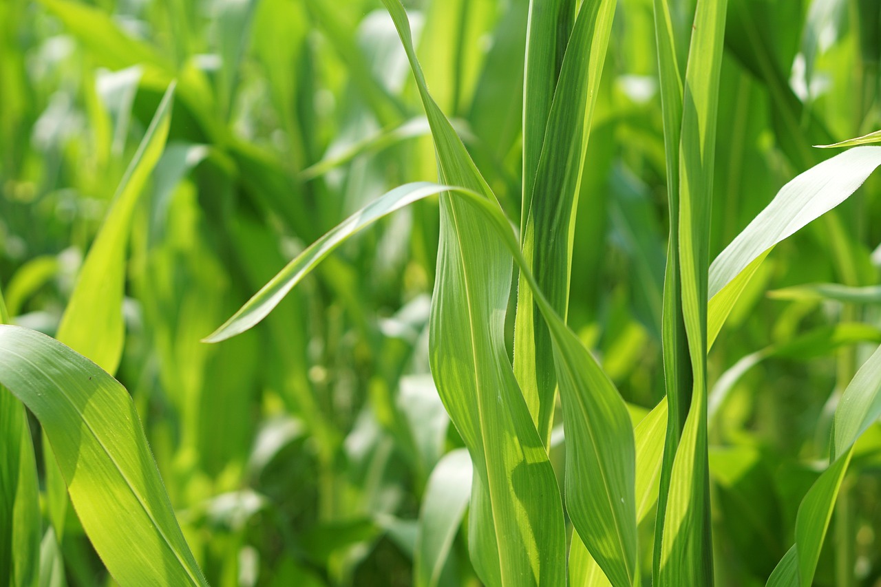 花生油價(jià)格行情走勢分析