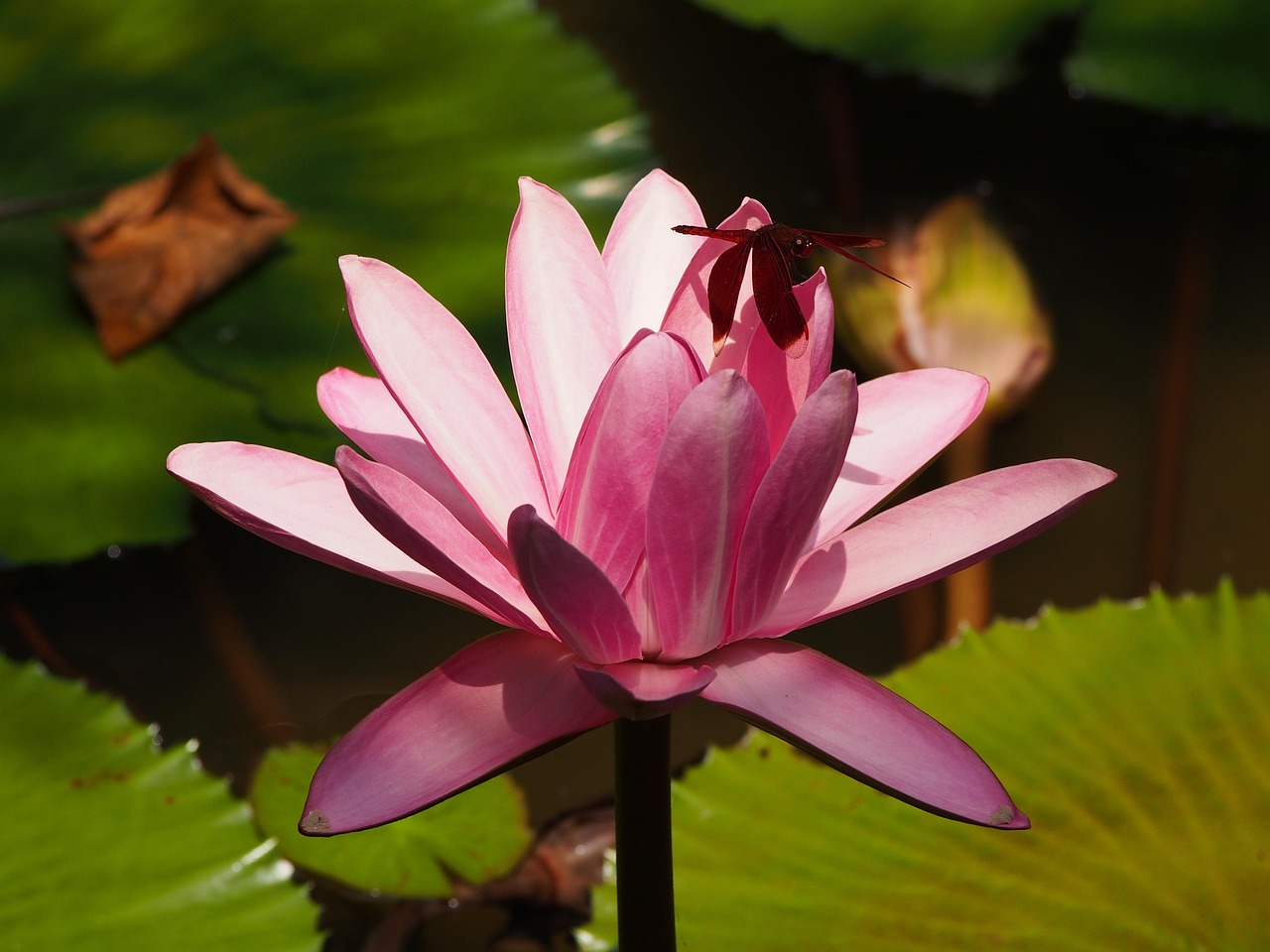 江西蓮花最新資訊，活力綻放，展望發(fā)展之路