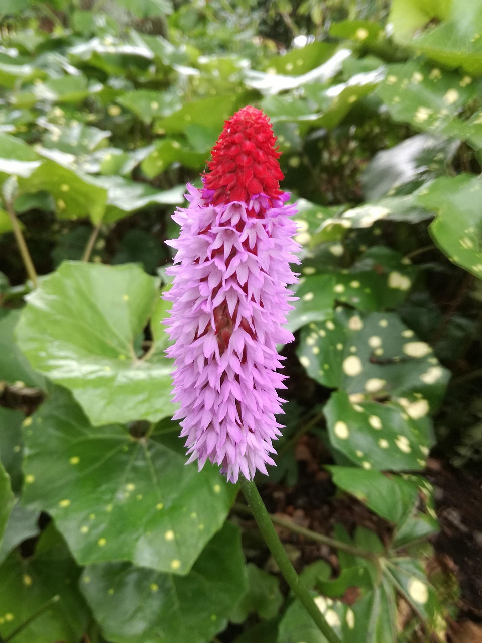 鄭澤鴻最新動(dòng)態(tài)，揭開(kāi)領(lǐng)袖新篇章的序幕