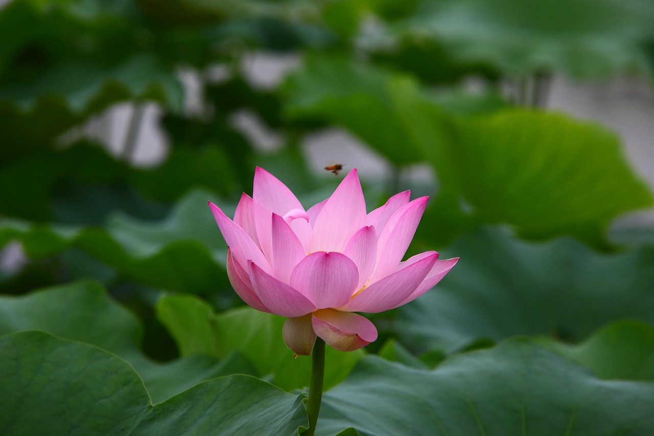 芒山鎮(zhèn)最新動態(tài)，蓬勃發(fā)展中的新篇章開啟
