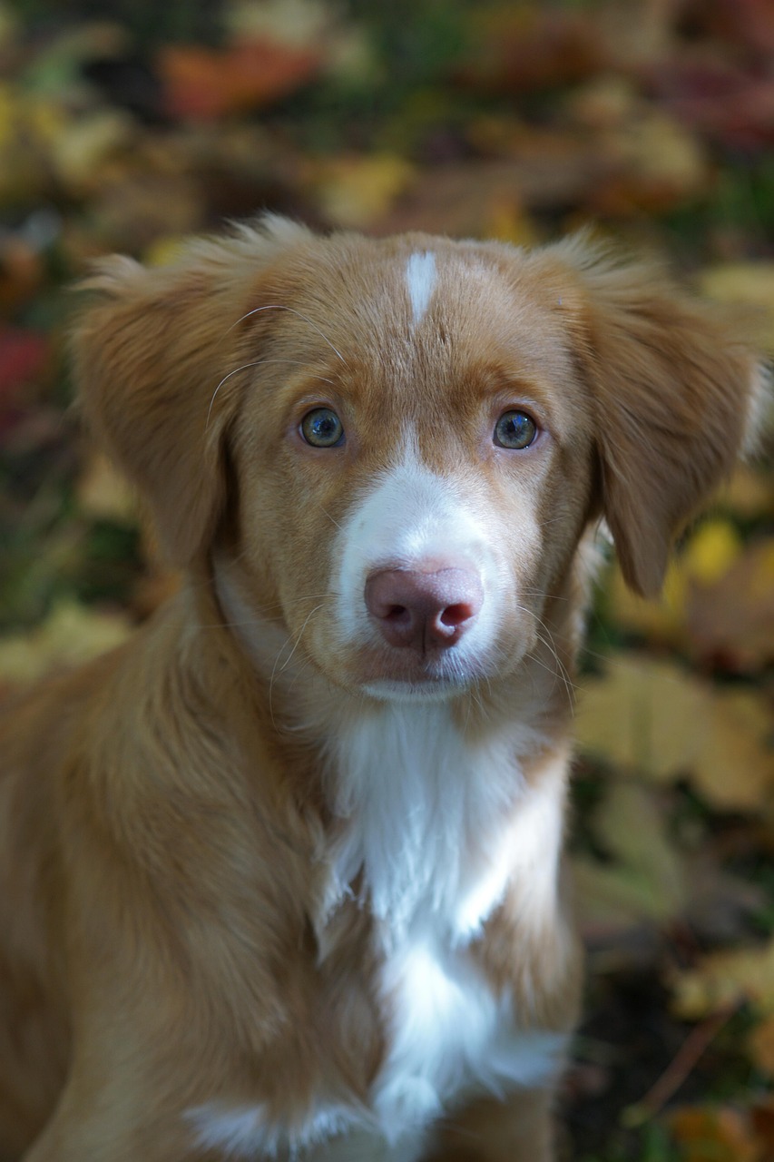 最新萌犬新星，可愛力量融化人心