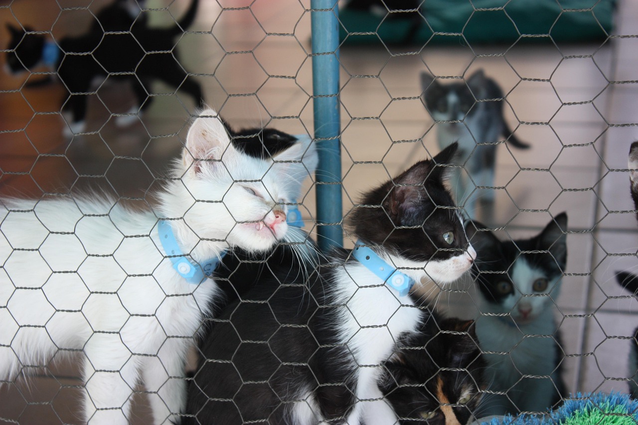 光輝犬舍新引進(jìn)種犬，開(kāi)啟繁育新篇章