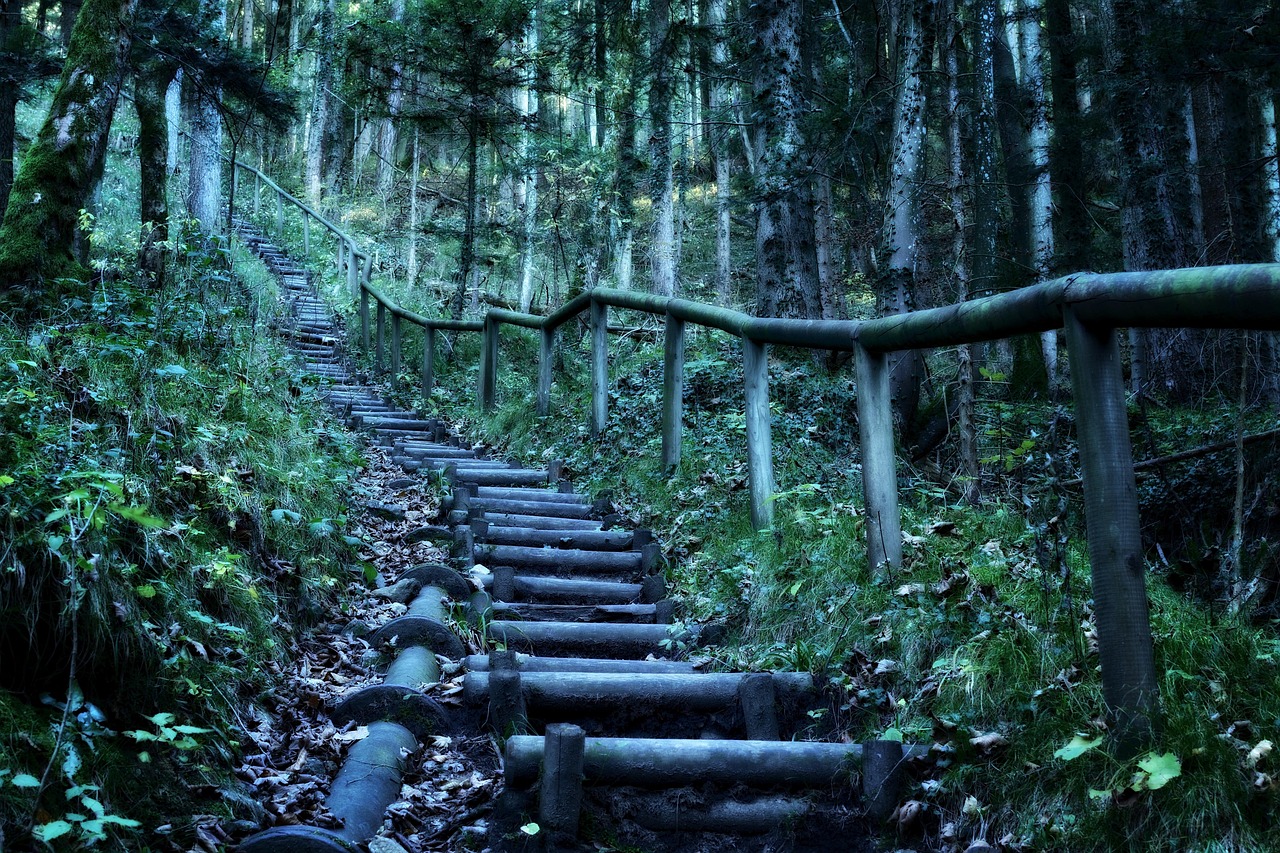 重溫經(jīng)典熊出沒(méi)，森林冒險(xiǎn)之旅電影下載